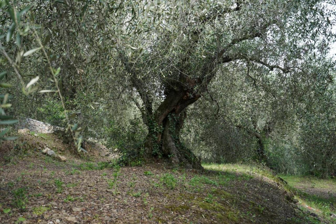 B&B Il Pianolo Perinaldo Exteriör bild